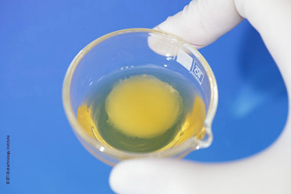 Endoret PRGF fibrin clot in a dish